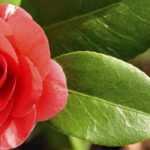 7 camélias para cultivar em vaso
