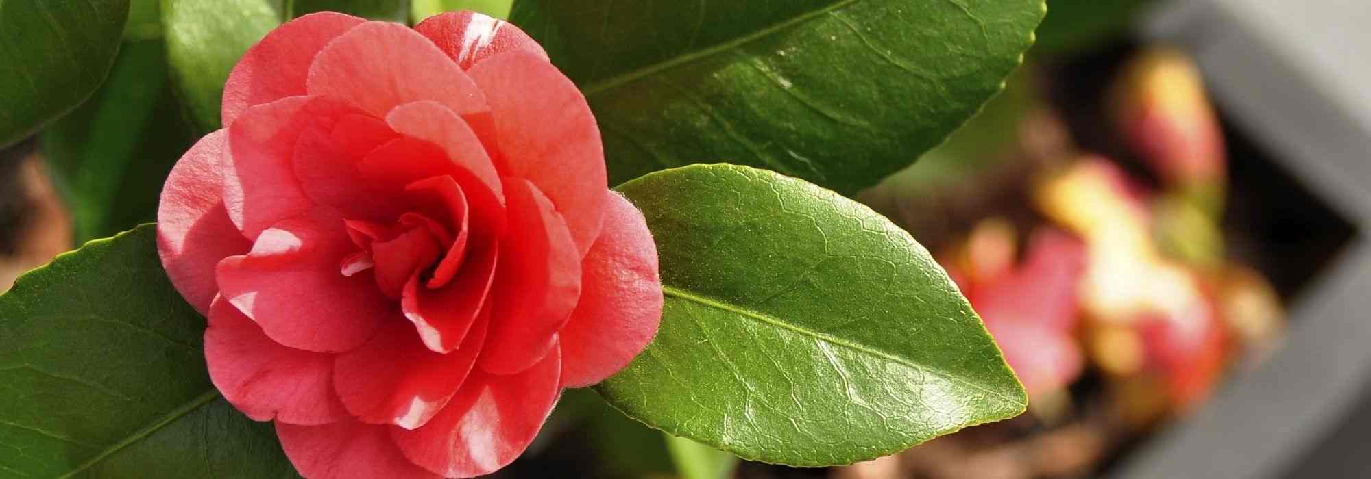 7 camélias para cultivar em vaso