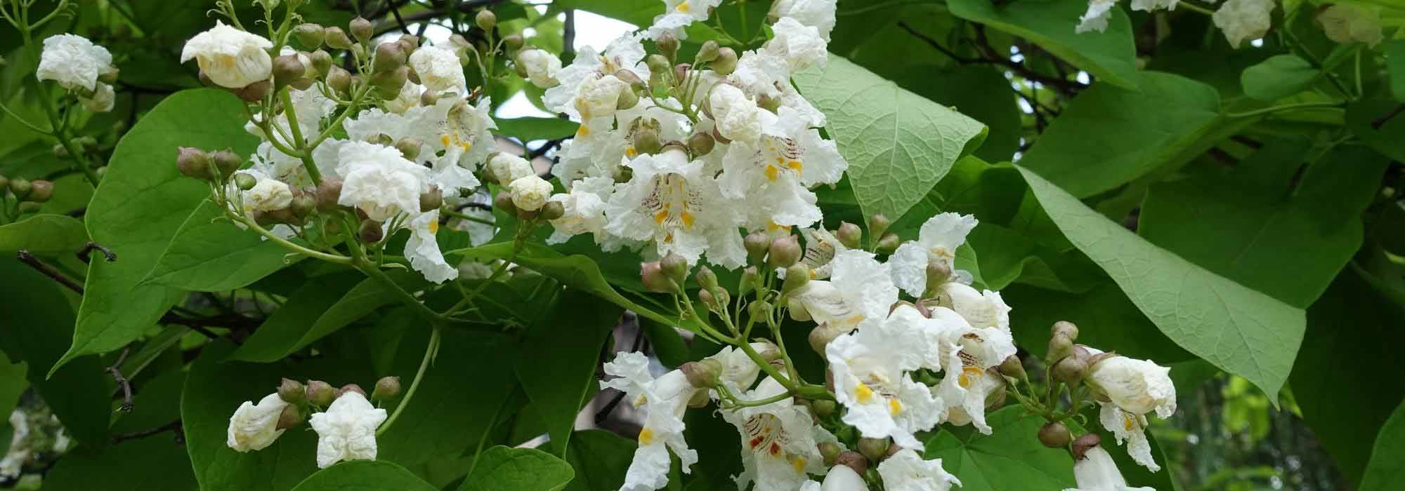 Como combinar a catalpa?