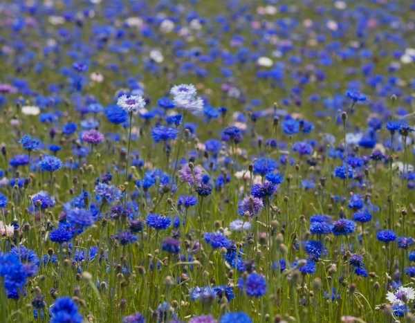 Como secar flores de centáurea?