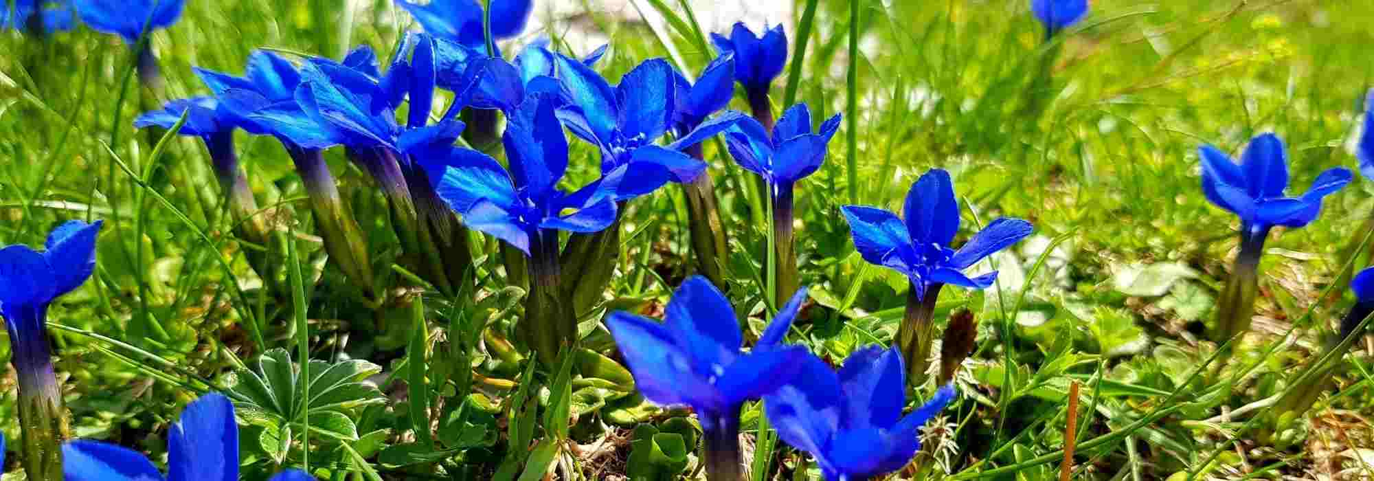 Escolher uma genciana