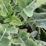 Cultivar a couve-perpétua Daubenton