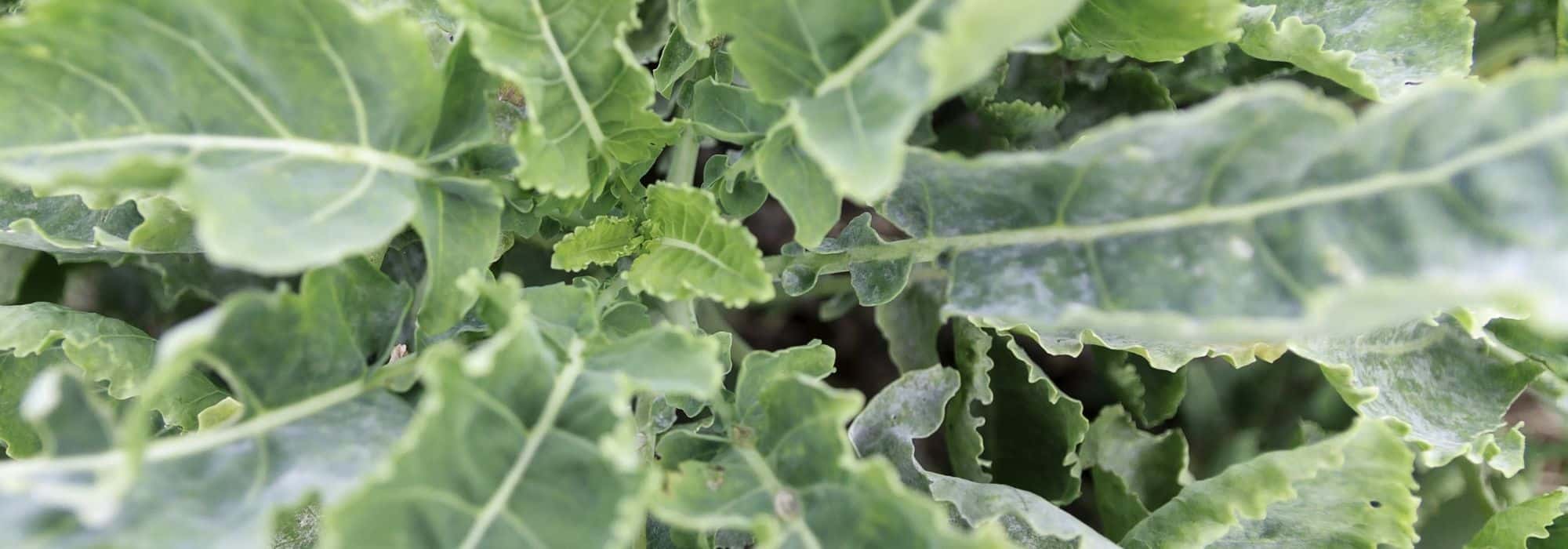 Cultivar a couve-perpétua Daubenton