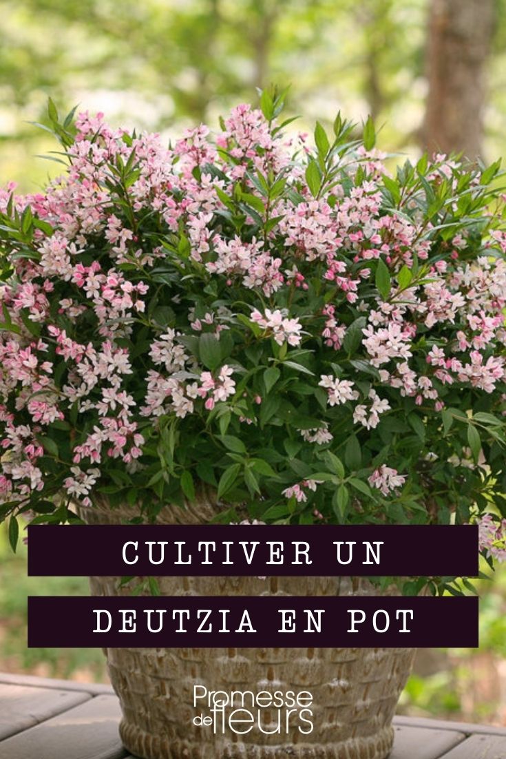 Cultivar deutzia em vaso