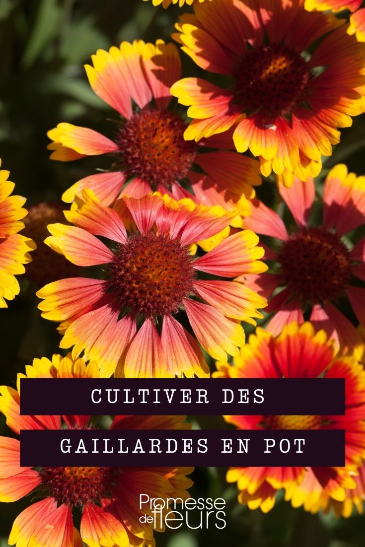 Cultivar gailárdia em vaso