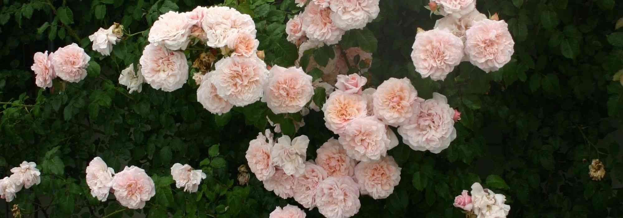 Como cultivar uma roseira trepadeira em vaso?