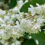Escolher uma deutzia