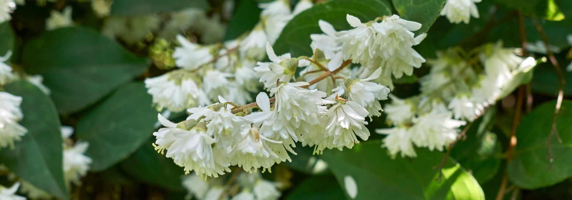 Escolher uma deutzia