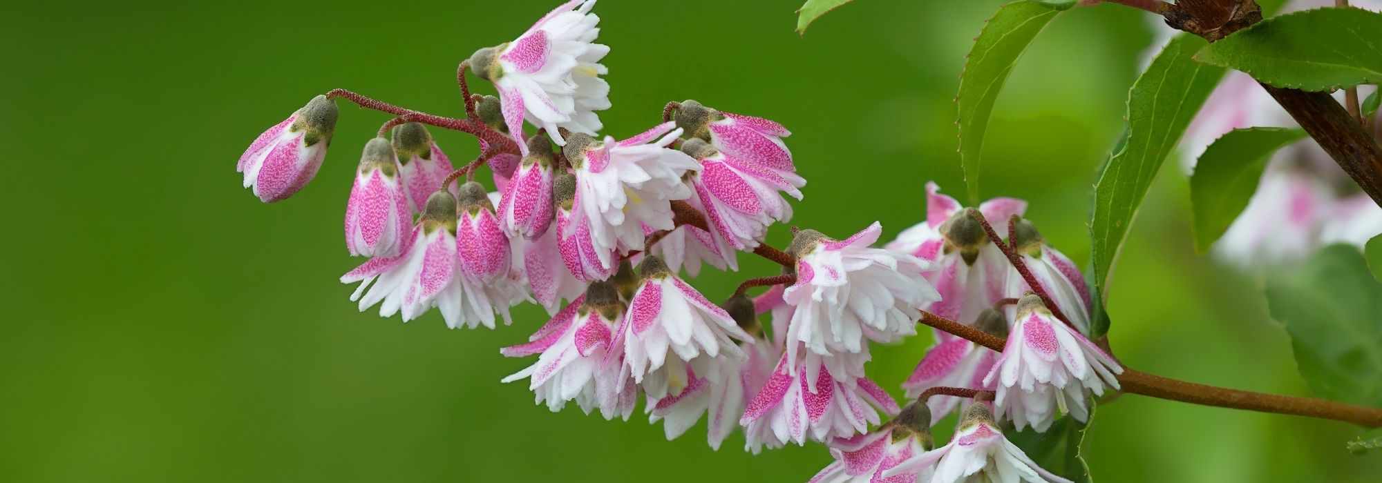 Cultivar um Deutzia em vaso