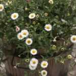 Erigeron: 7 ideias para o combinar