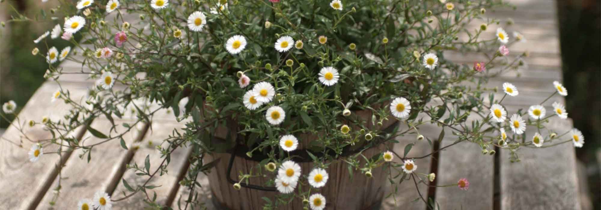 Erigeron: 7 ideias para o combinar