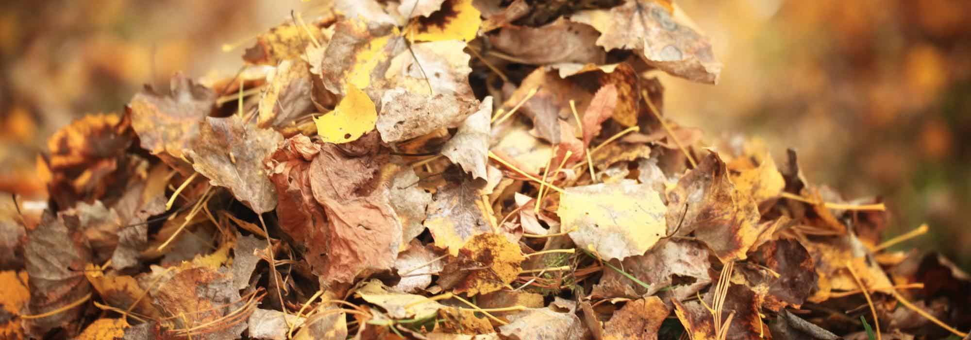 7 árvores que geram muitas folhas caducas