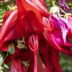 8 arbustos com flores extraordinárias