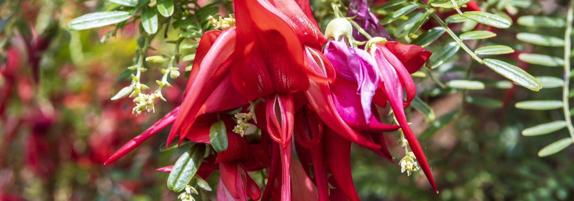 8 arbustos com flores extraordinárias