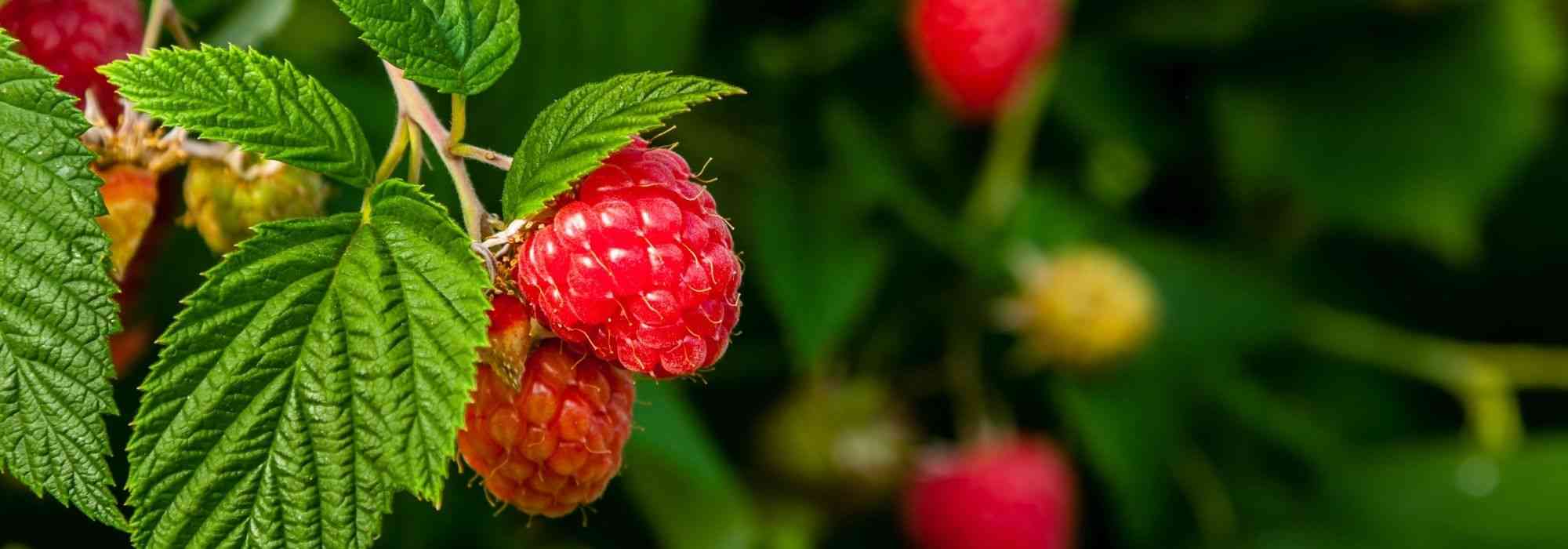 Plantar framboeseiros de raízes nuas