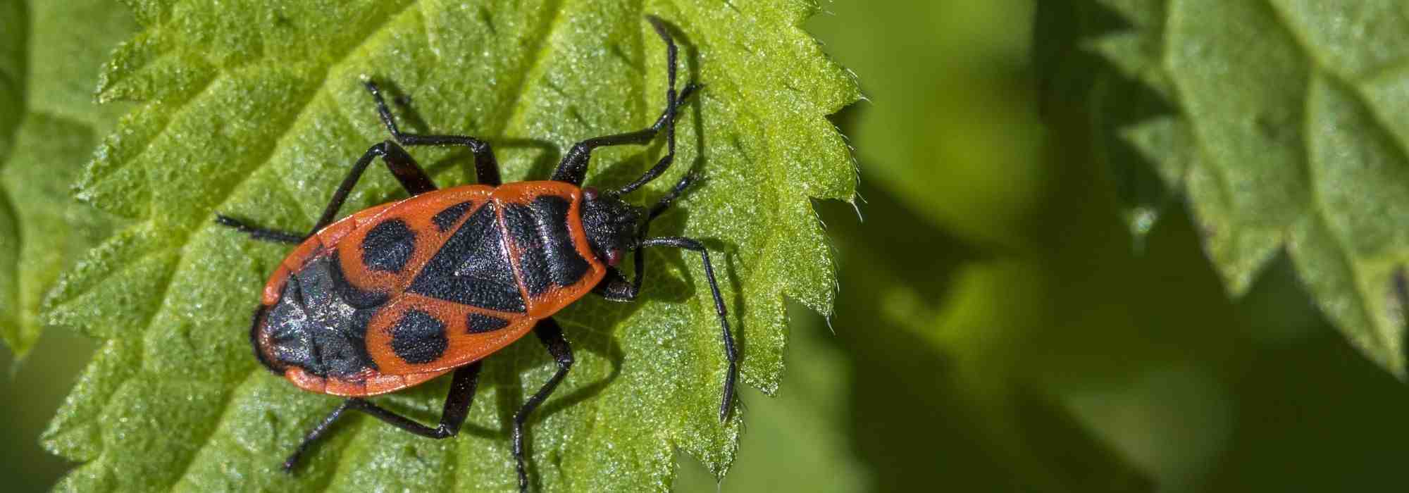 Os percevejos-das-malvas, insetos vermelhos e pretos úteis no jardim