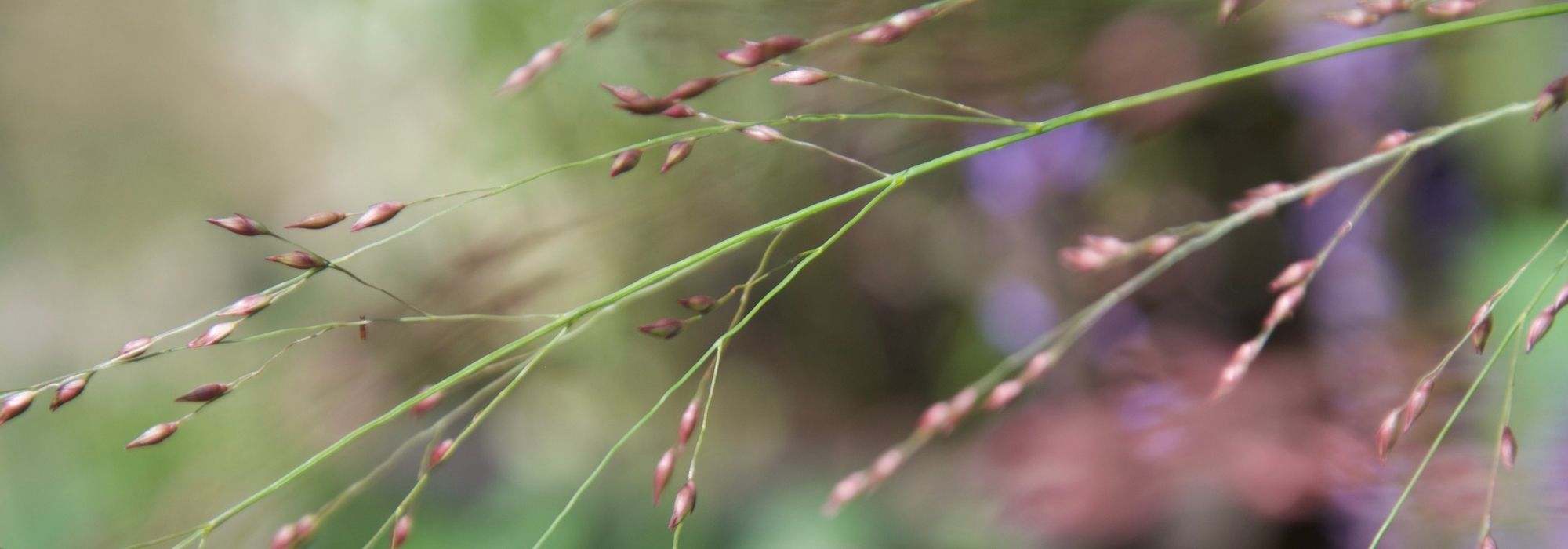 6 gramíneas para um jardim exposto a Norte