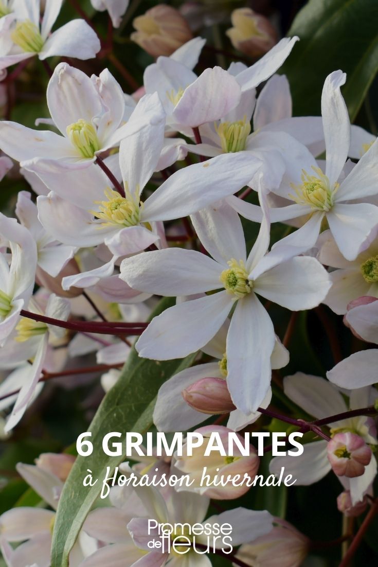 trepadeiras de floração invernal