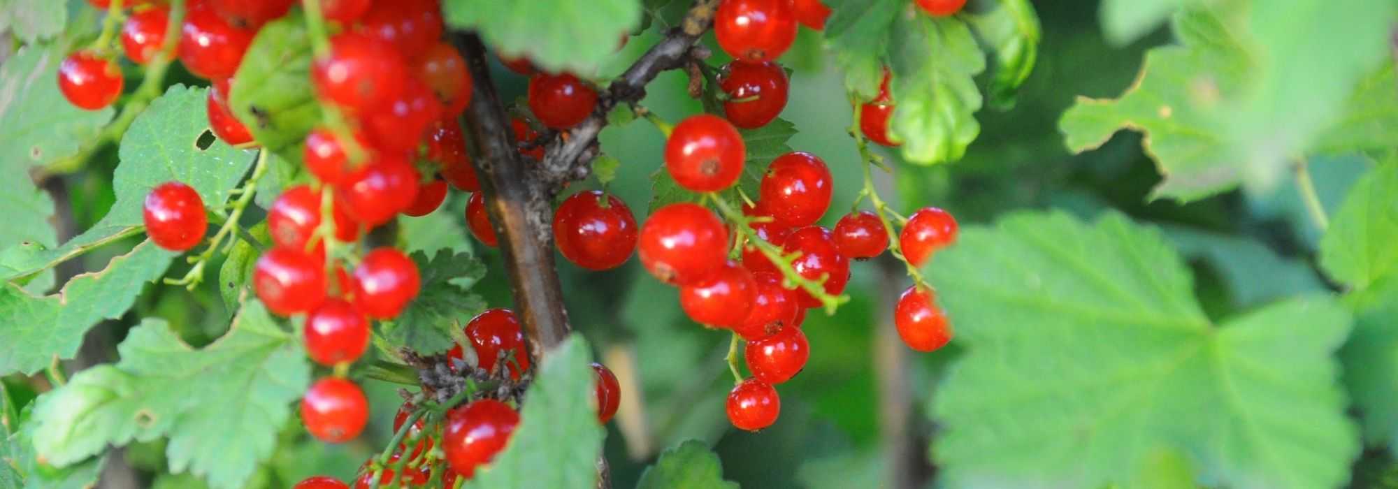 Plantar groselheiras de raízes nuas