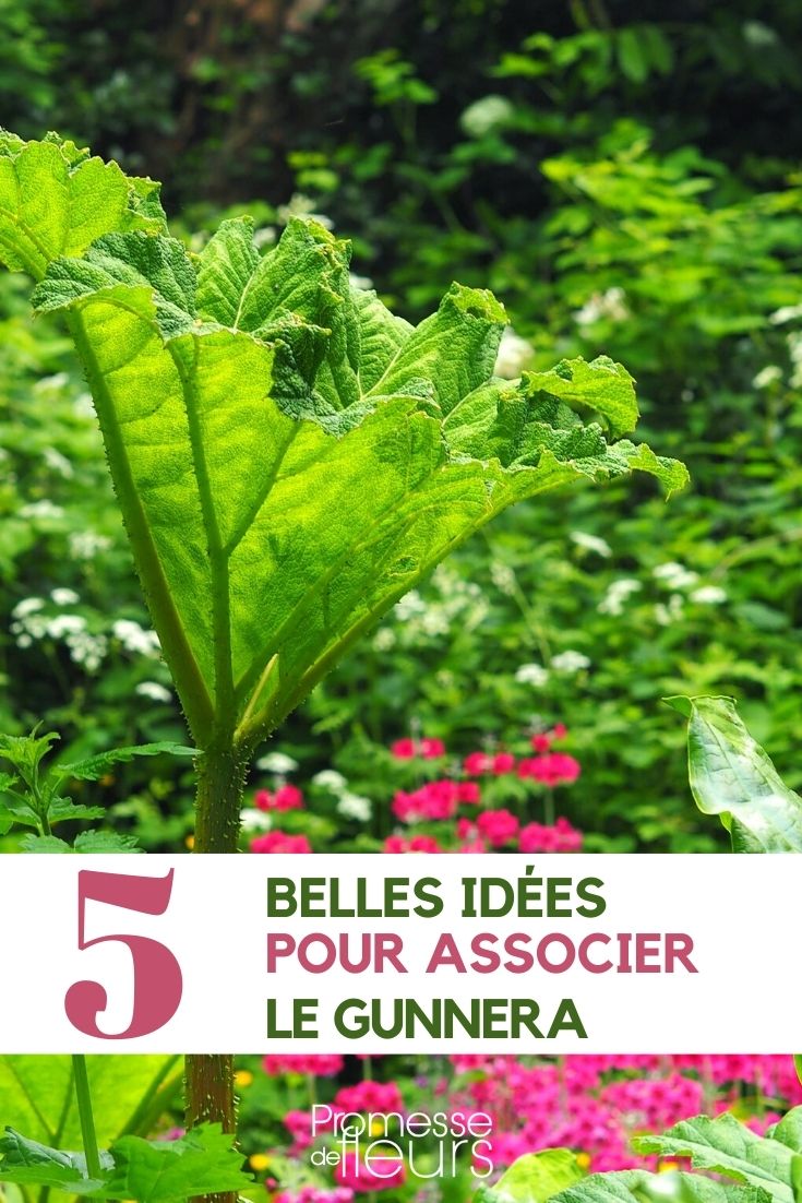 gunnera-associar