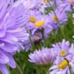 Os ásteres resistentes à seca