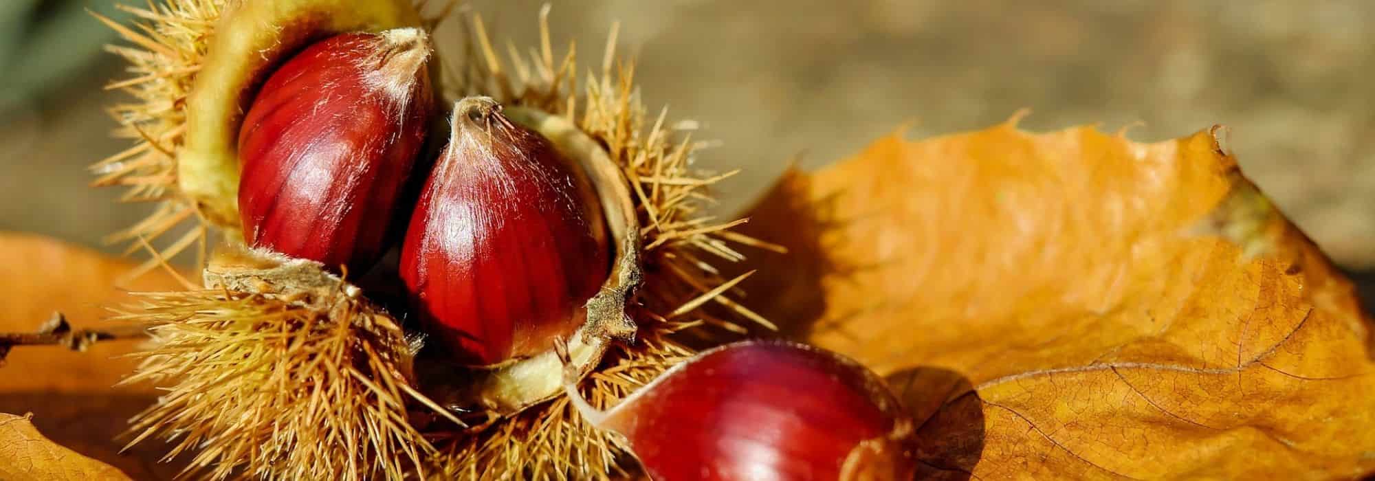 Castanha e castanha-da-índia: quais são as diferenças?