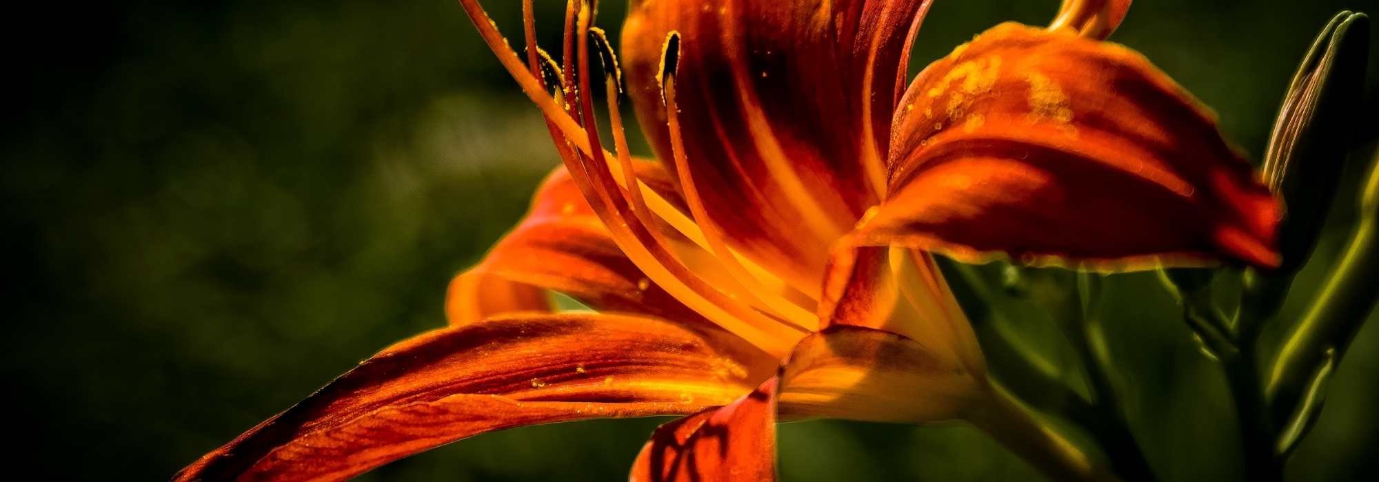 7 lírios-de-um-dia cor de laranja