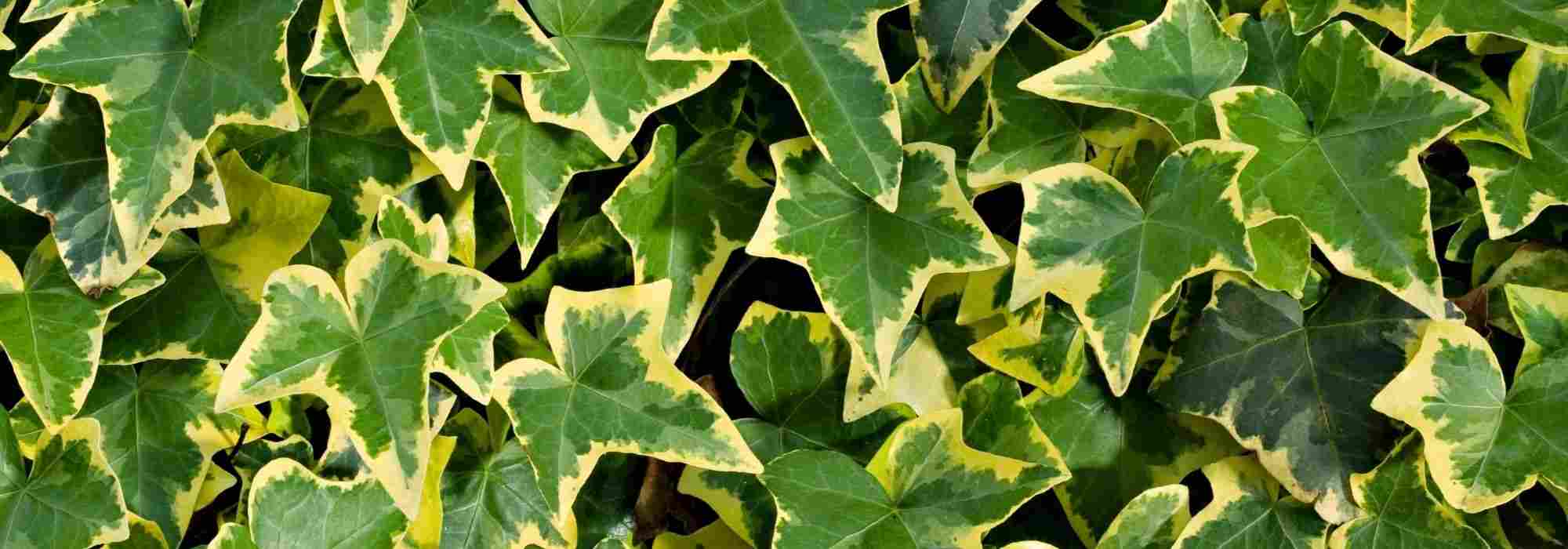 Heras: as variedades mais bonitas de folhagem variegada