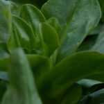 6 variedades de erva-benta para cultivar na horta