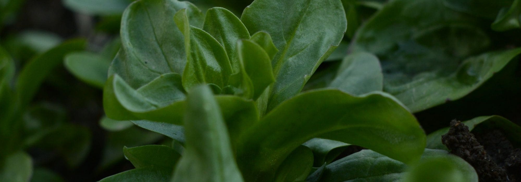 6 variedades de erva-benta para cultivar na horta