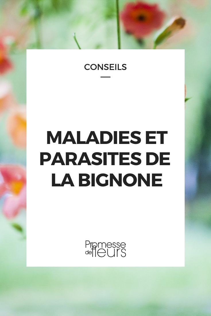 doença parasitária da bignónia