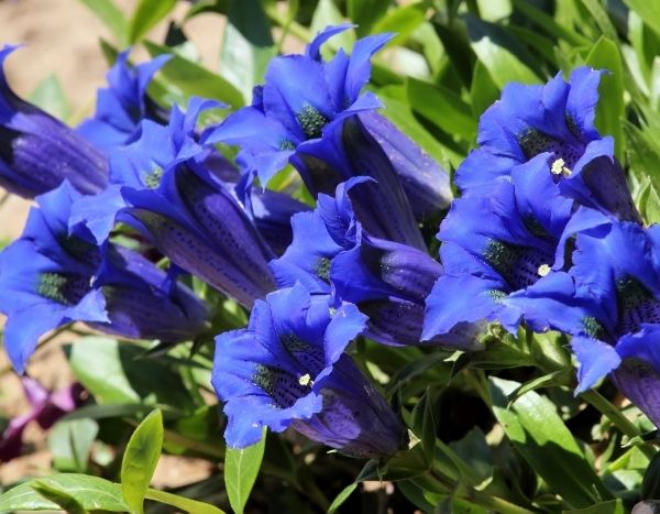 Como multiplicar a genciana?