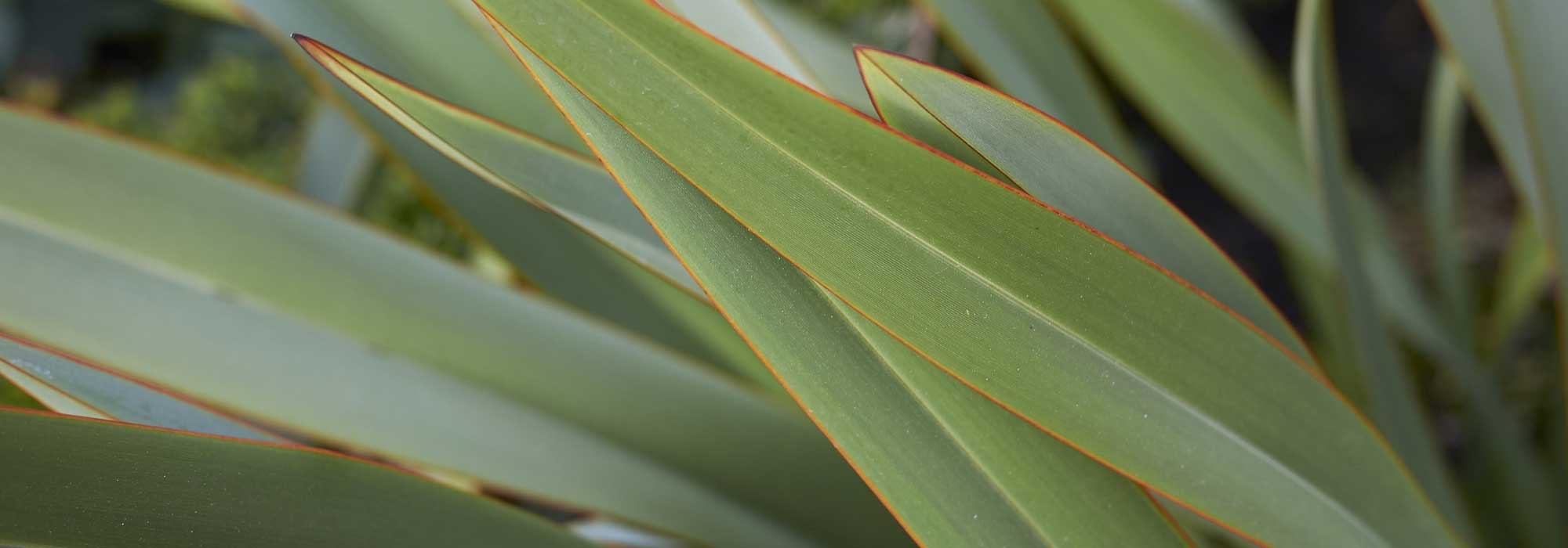 Que linho-da-Nova Zelândia plantar consoante a sua região?