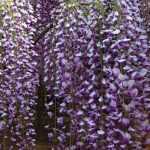 8 trepadeiras: as mais melíferas