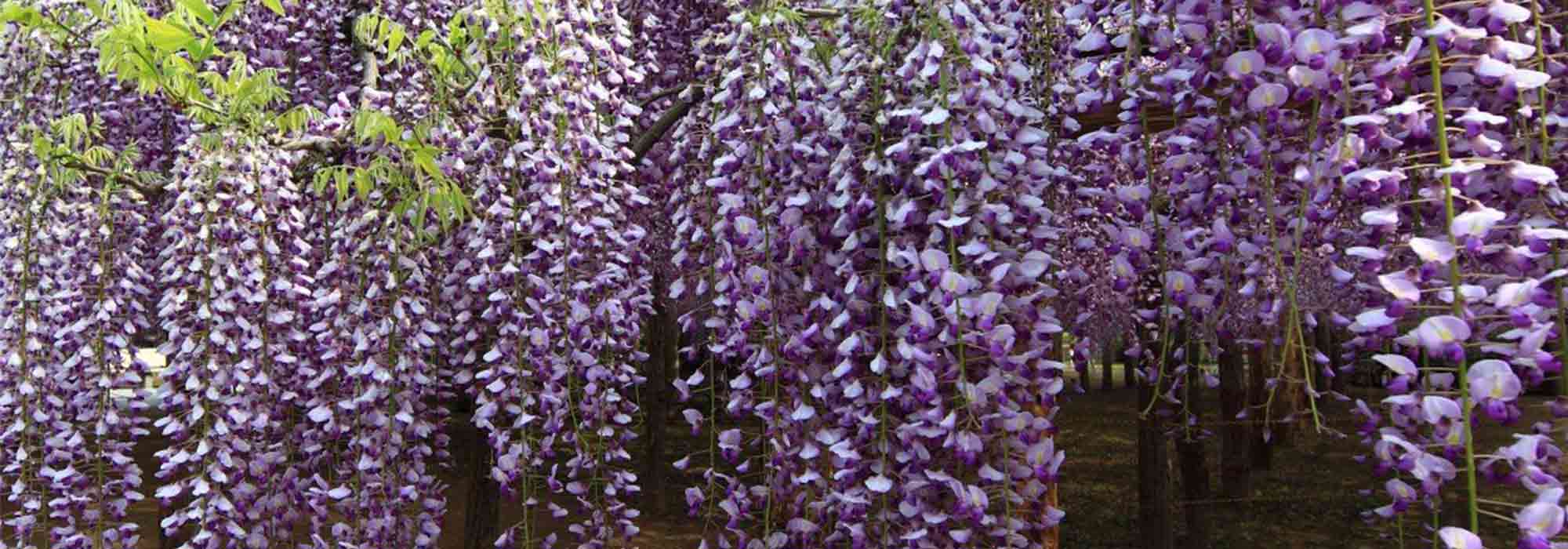 8 trepadeiras: as mais melíferas