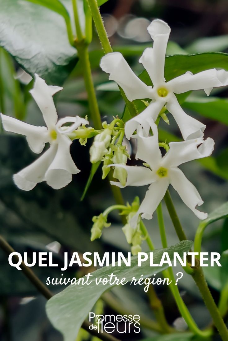 Que jasmim plantar consoante a sua região