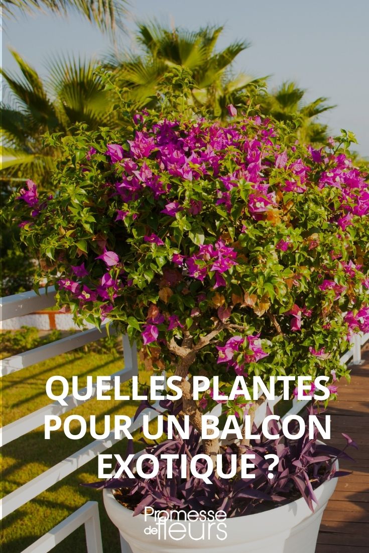 Que plantas para uma varanda exótica