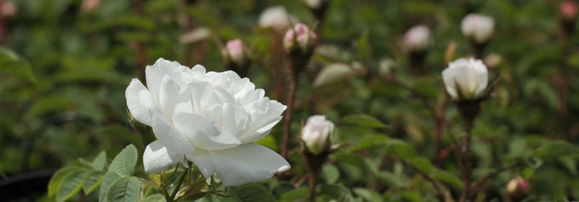 6 roseiras brancas muito perfumadas
