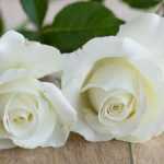 7 roseiras arbustivas de flores grandes e brancas