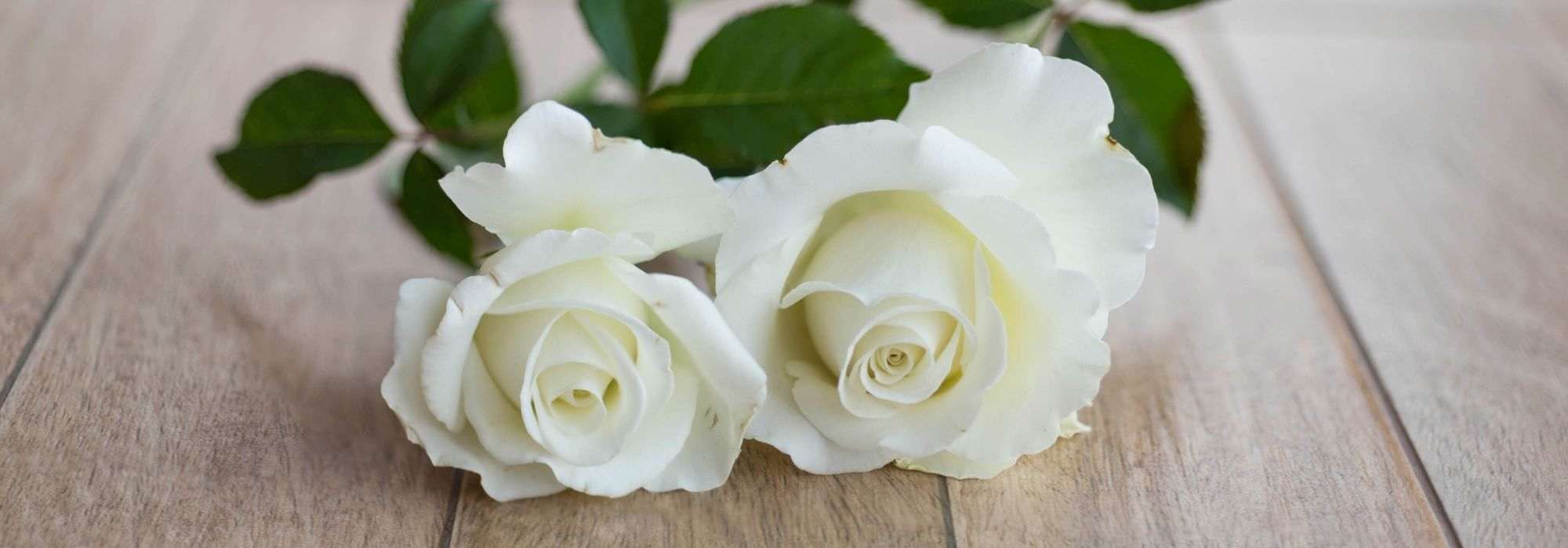 7 roseiras arbustivas de flores grandes e brancas