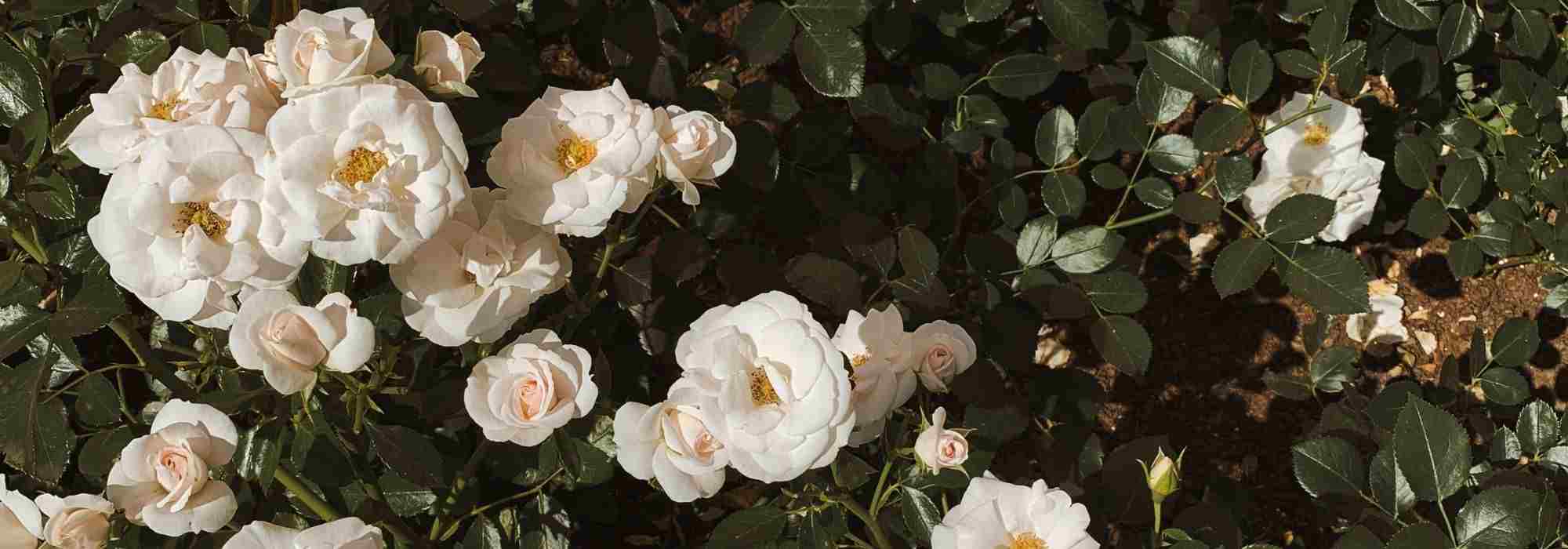 6 roseiras miniatura de flores brancas