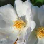 5 roseiras de flores silvestres brancas