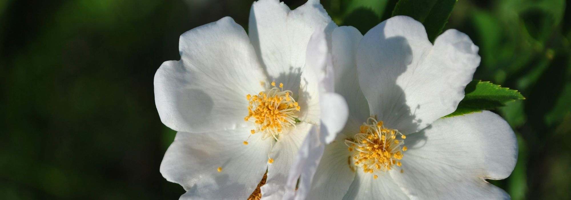 5 roseiras de flores silvestres brancas
