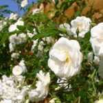 7 roseiras trepadeiras com perfumes excecionais