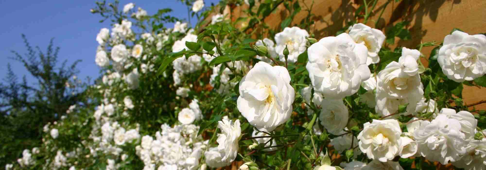 7 roseiras trepadeiras com perfumes excecionais