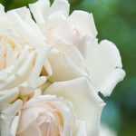 5 roseiras arbustivas de flores brancas