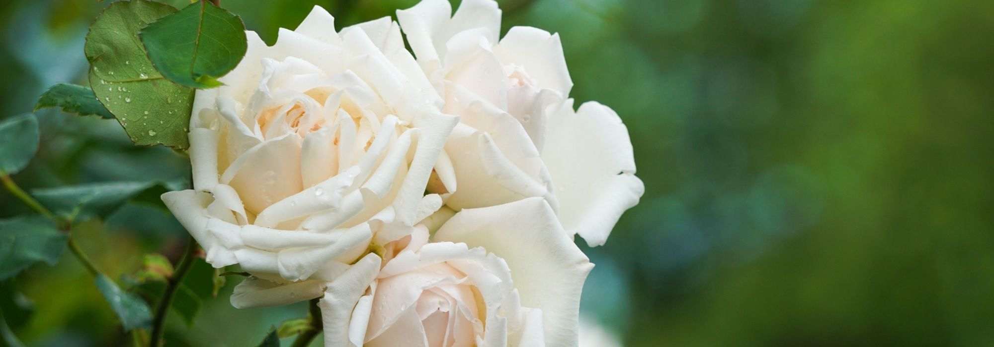 5 roseiras arbustivas de flores brancas