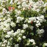 10 roseiras trepadeiras de flores brancas
