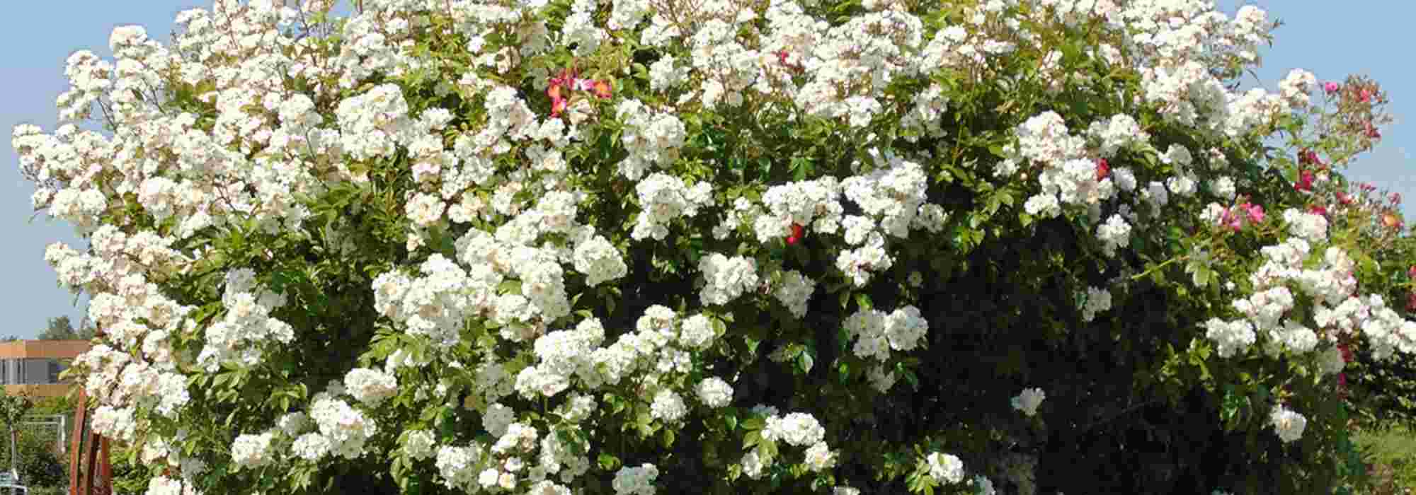 10 roseiras trepadeiras de flores brancas
