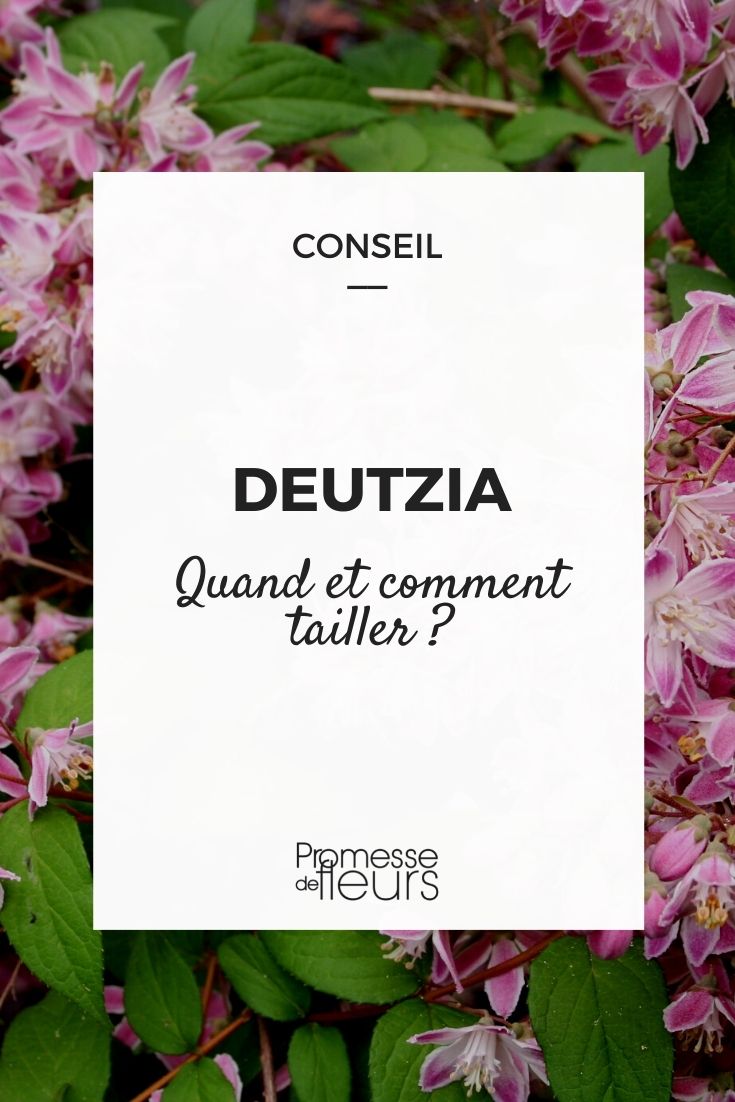 podar deutzia